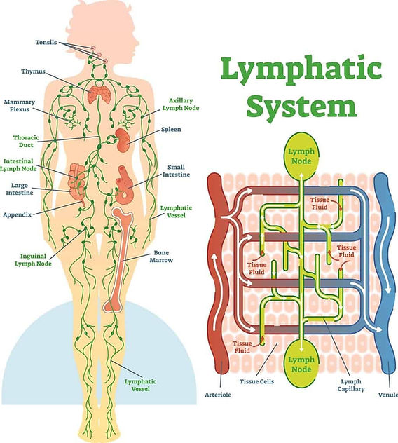 The Lymphatic System, lymph nodes, lymphatic tissue, spleen