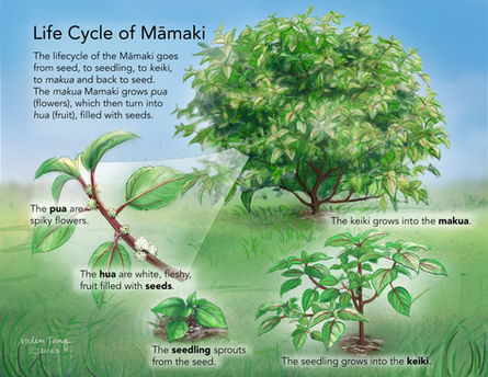 Mamaki life cycle illustration