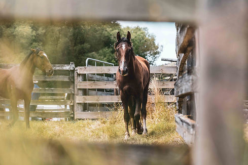 DriftwoodEcoToursStJamesHorseSale