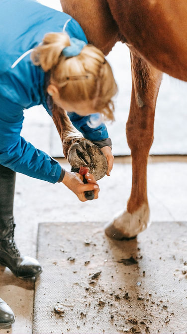 equine grooming.jpg