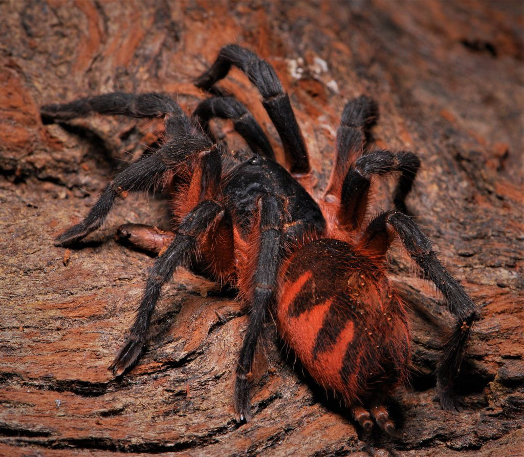 Davus sp. panama (Lava Tarantula) .5" Sling