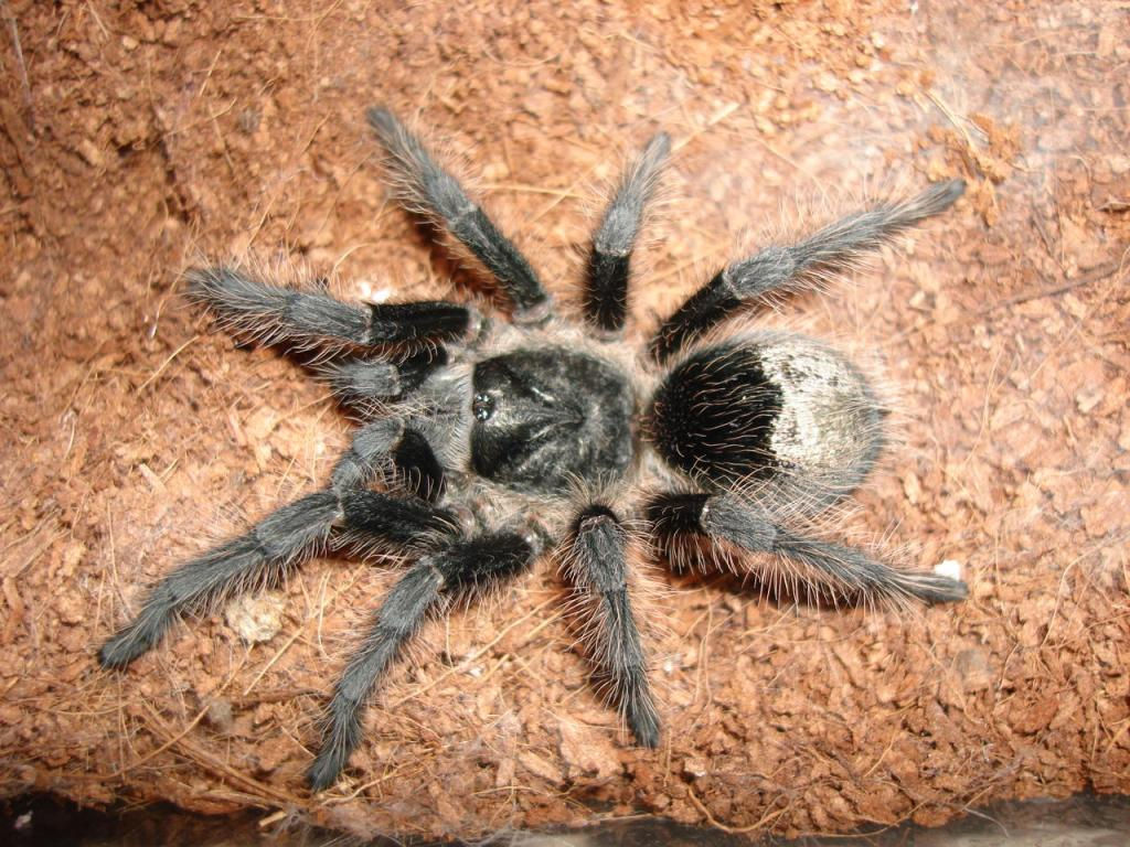 Grammostola grossa (Guarani Giant) 1"-1.5" Sling