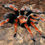 Miniatura: Brachypelma baumgarteni (Mexican Orange Beauty) 1.5"-2" Unsexed