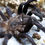 Miniatura: Orphnaecus Sp. Quezon Blue (Quezon Blue Earth Tiger) .5" Sling