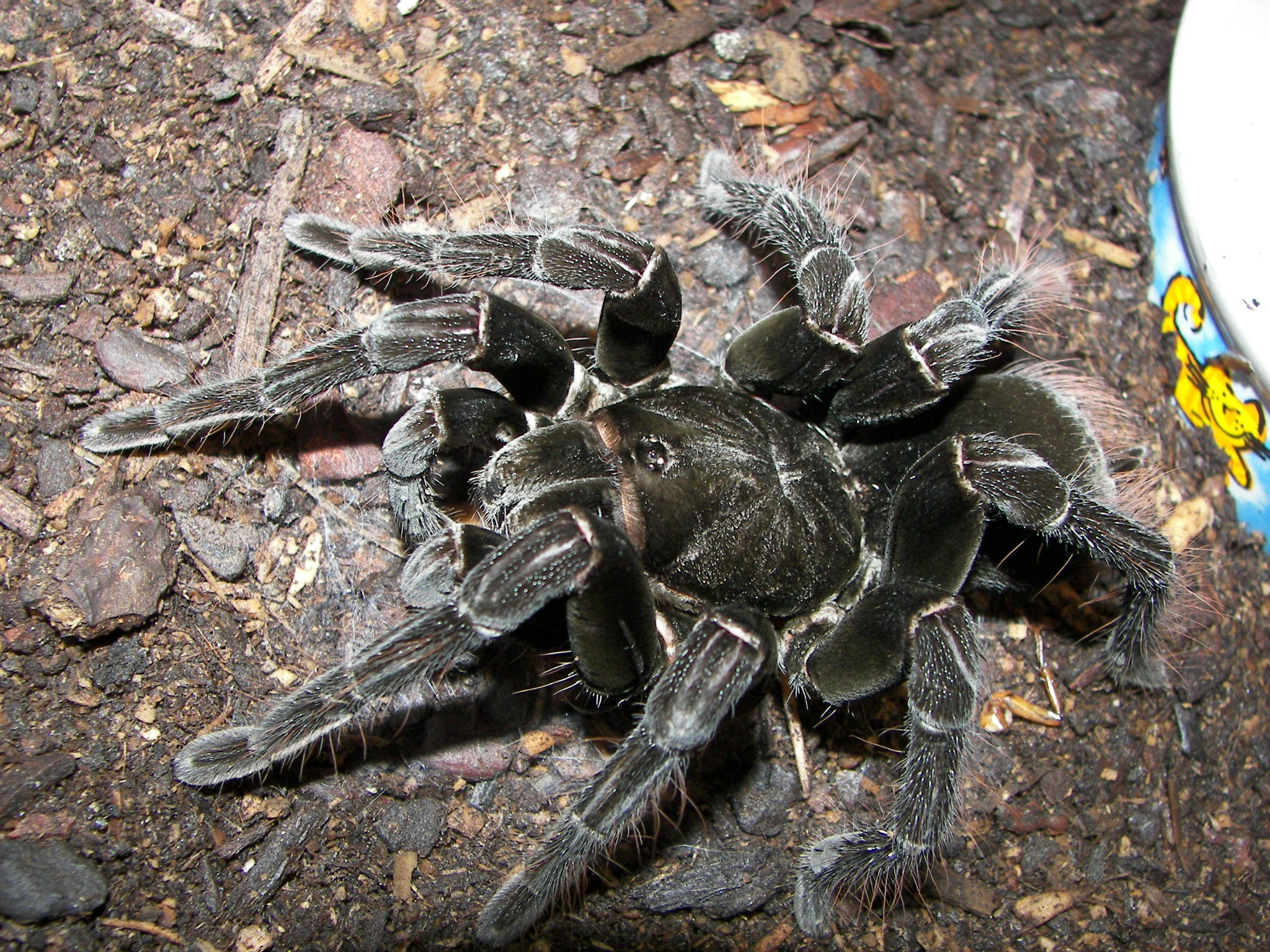 Pamphobeteus antinous (Peruvian Big Black Birdeater) 1"-1.5" Unsexed