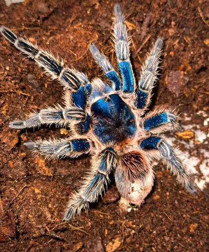 Thrixopelma cyaneolum (Cobalt Red Rump) .5