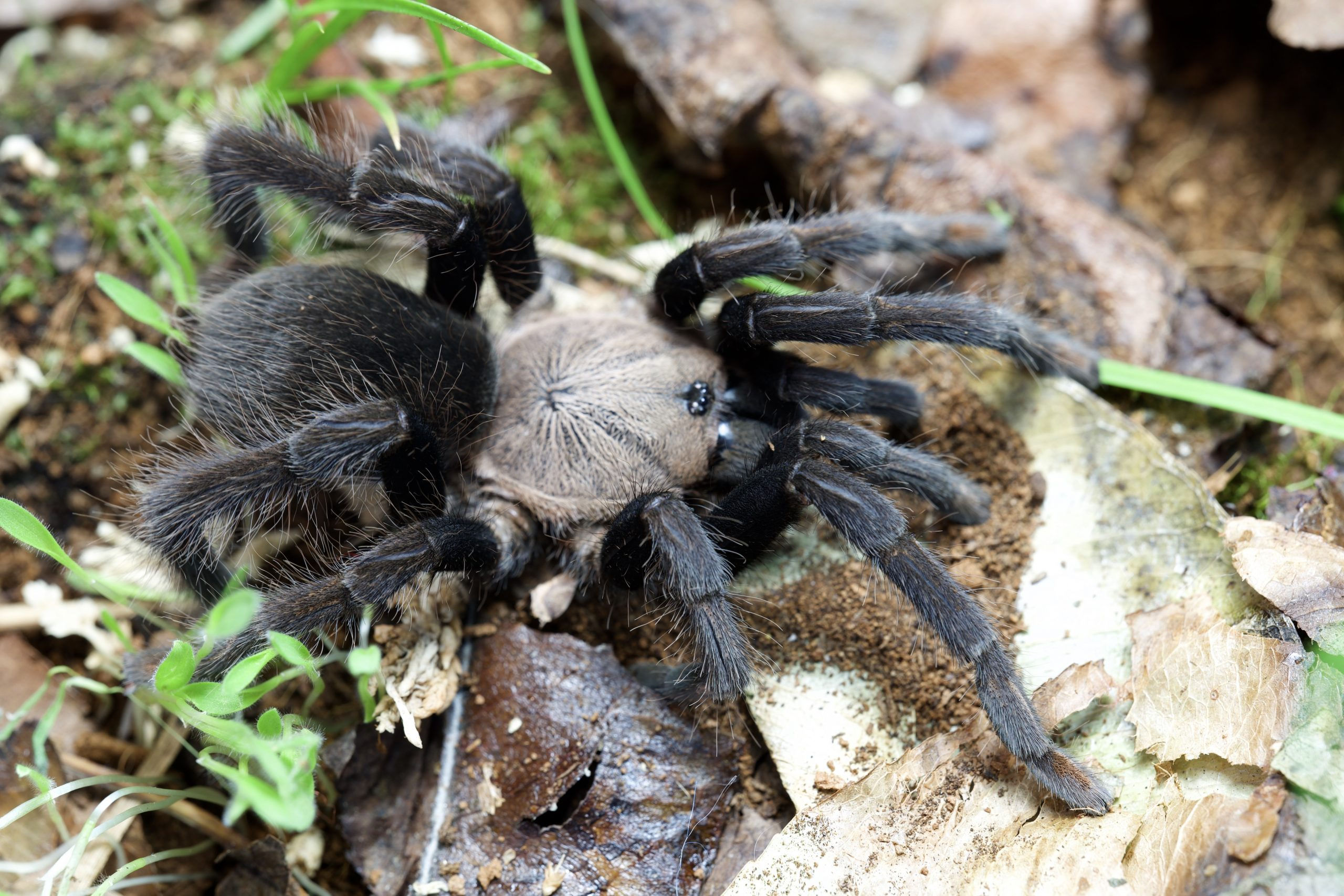 Orphnaecus sp negros (Negros Island Black) .5" Sling