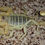 Miniatura: Dune Scorpion (Smeringurus mesaensis) 2"-3" Unsexed Juvenile