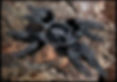 Thumbnail: Phormingochilus arboricola (Borneo Black) 4" Mature Male