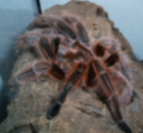 Grammostola rosea (Chilean Red Rose Hair) 2" Unsexed Juvenile