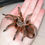 Thumbnail: Grammostola rosea (Chilean Red Rose Hair) 2"-2.5" Female