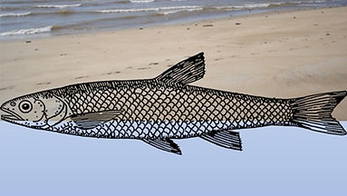 Guia de identificação visual de otólitos de peixes do norte do Rio de Janeiro.