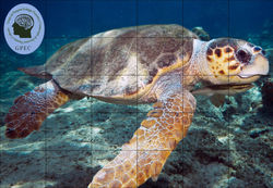 Quebra cabeça tartaruga marinha 2