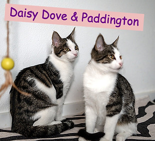 Daisy Paddington1_edited.jpg