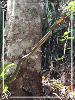 Gorgeous Garden Snake