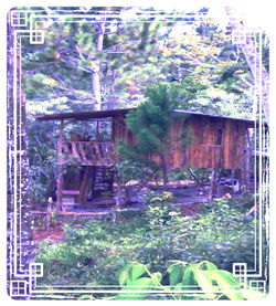 Iguana Studio East View