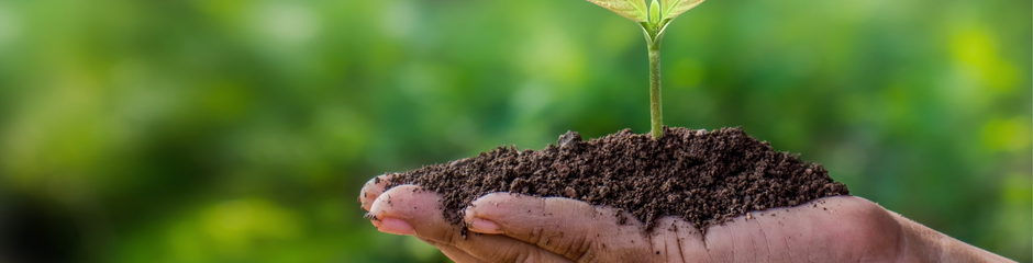 Les petites graines plantées, les fruits dans l'année..
Merci