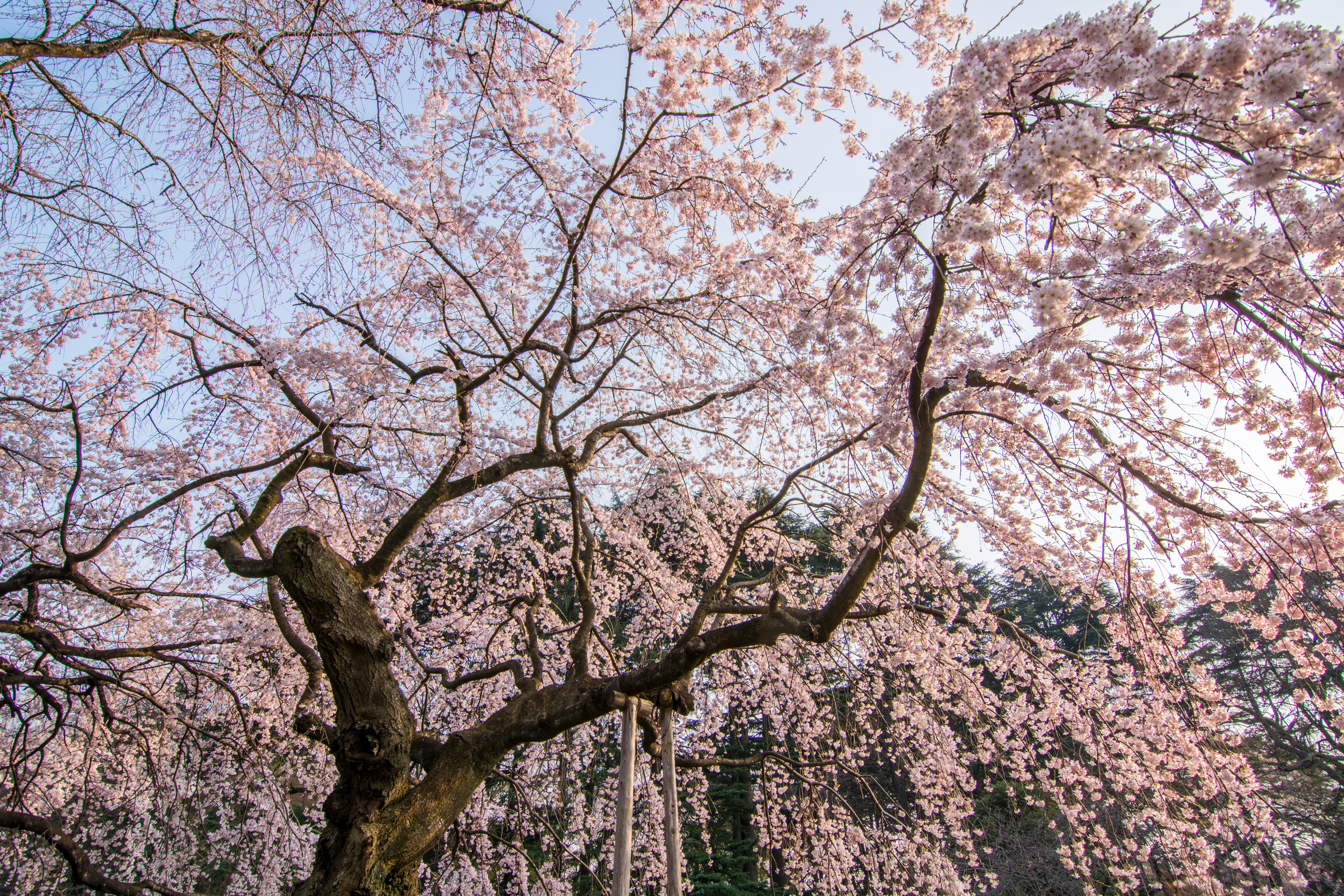 DSC_6993-HDR