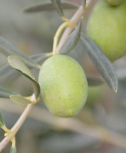 Greek Olives Producer, Chalkidiki Olives