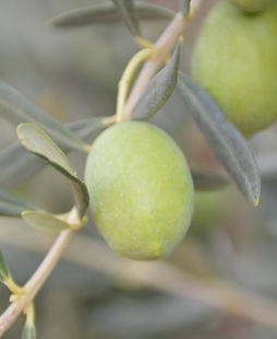 Greek Olives Producer, Chalkidiki Olives