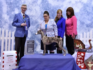 Wunder Forgetmenot Be My Angel is a Canadian Champion