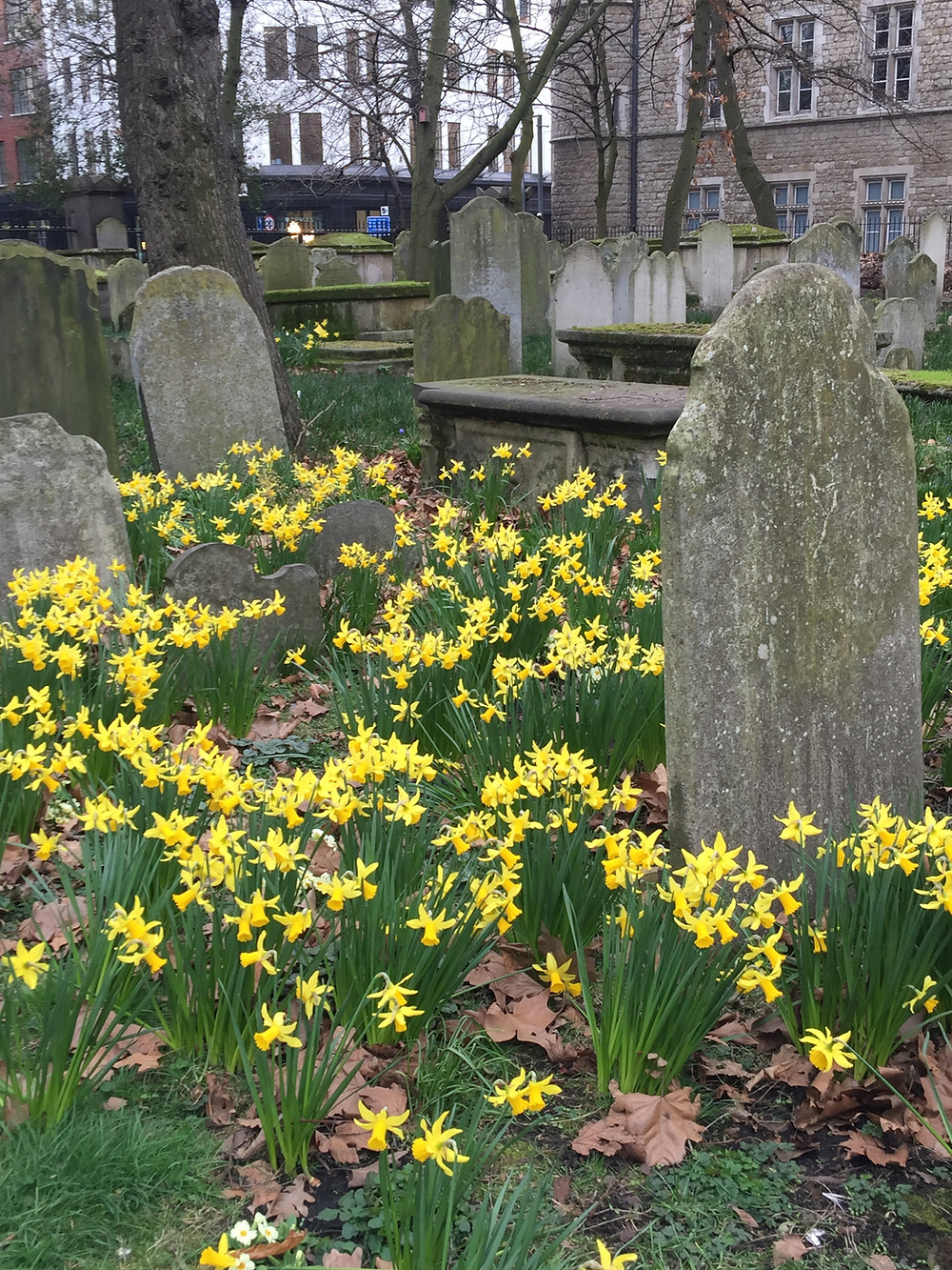 Yellow daffodils around old gravestones