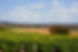 REUILLY WINE