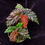 Thumbnail: Begonia sp Yamor