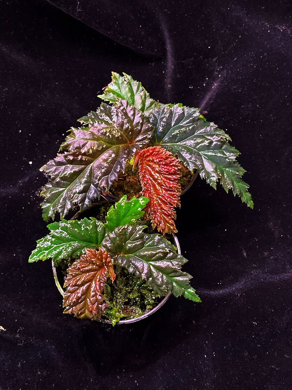 Thumbnail: Begonia sp Yamor
