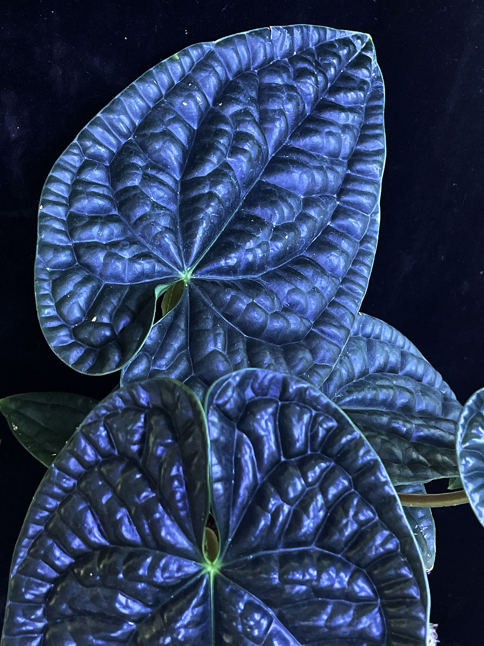 Thumbnail: Luxurians
