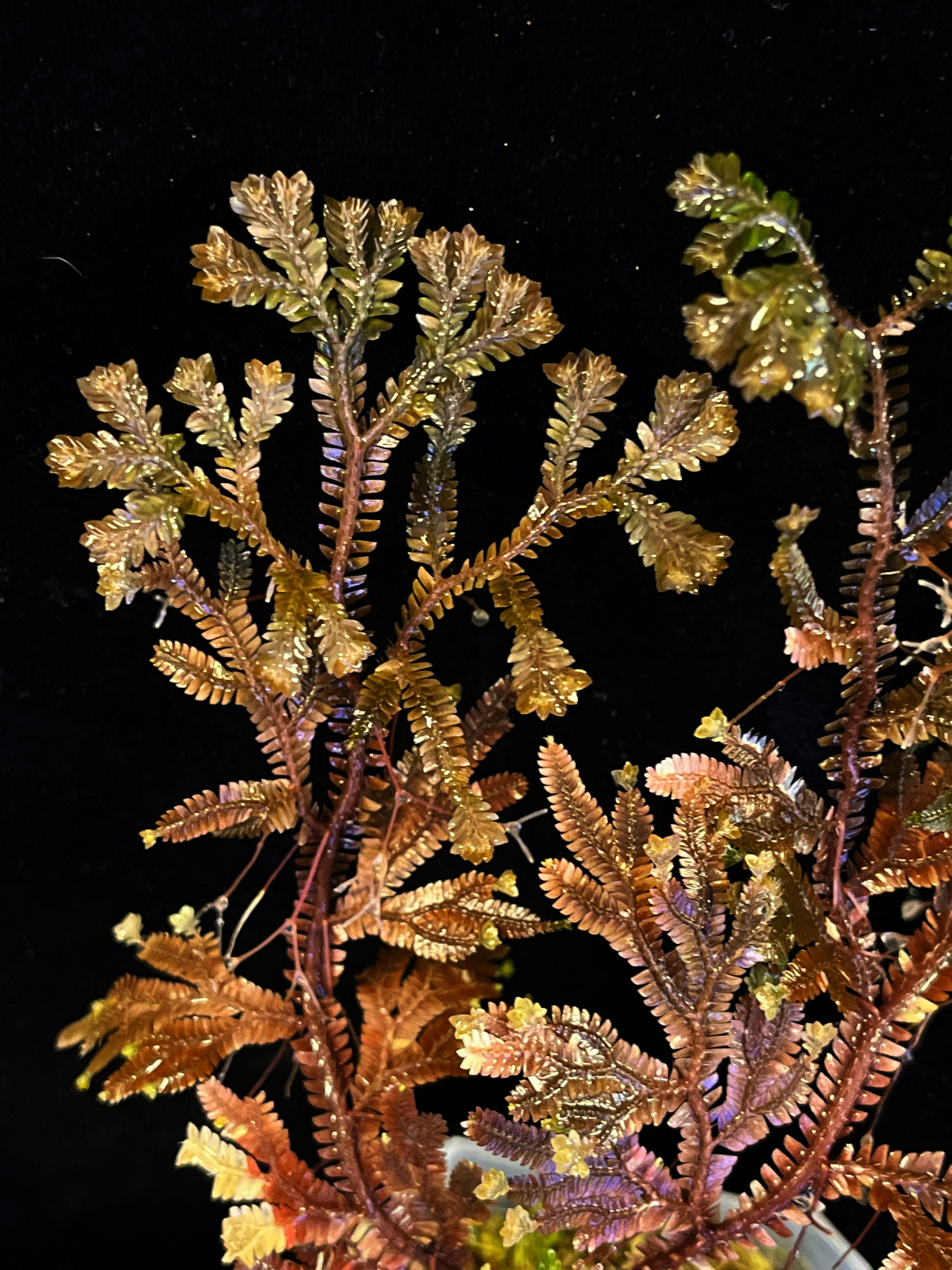 Selaginella Articulata bronze 