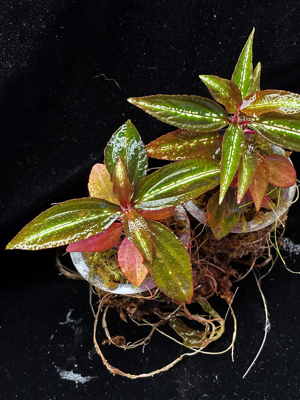 Thumbnail: Starry leaves