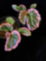 Thumbnail: Begonia fulvovillosa