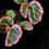 Thumbnail: Begonia fulvovillosa