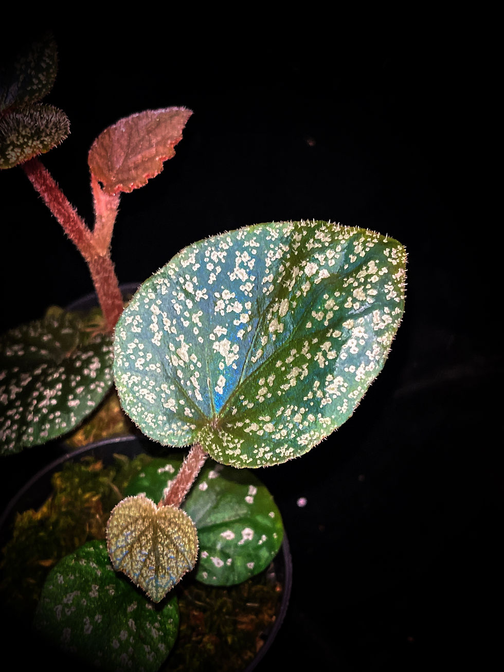 Thumbnail: Begonia sp. south Thailand 