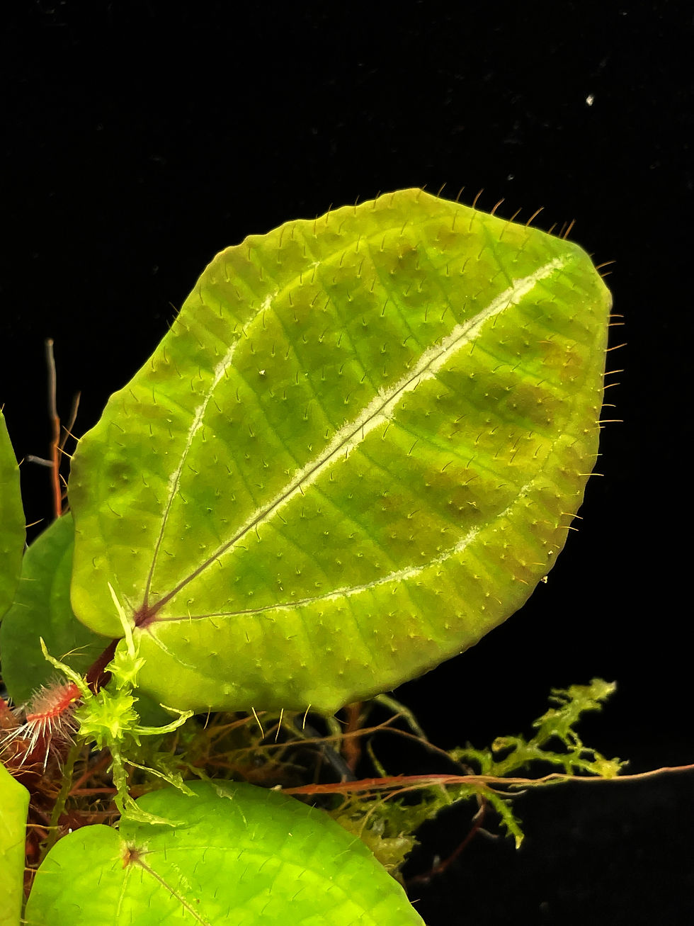 Thumbnail: green leaf