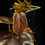 Thumbnail: Pterisanthes