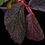 Thumbnail: Begonia sp Indonesia