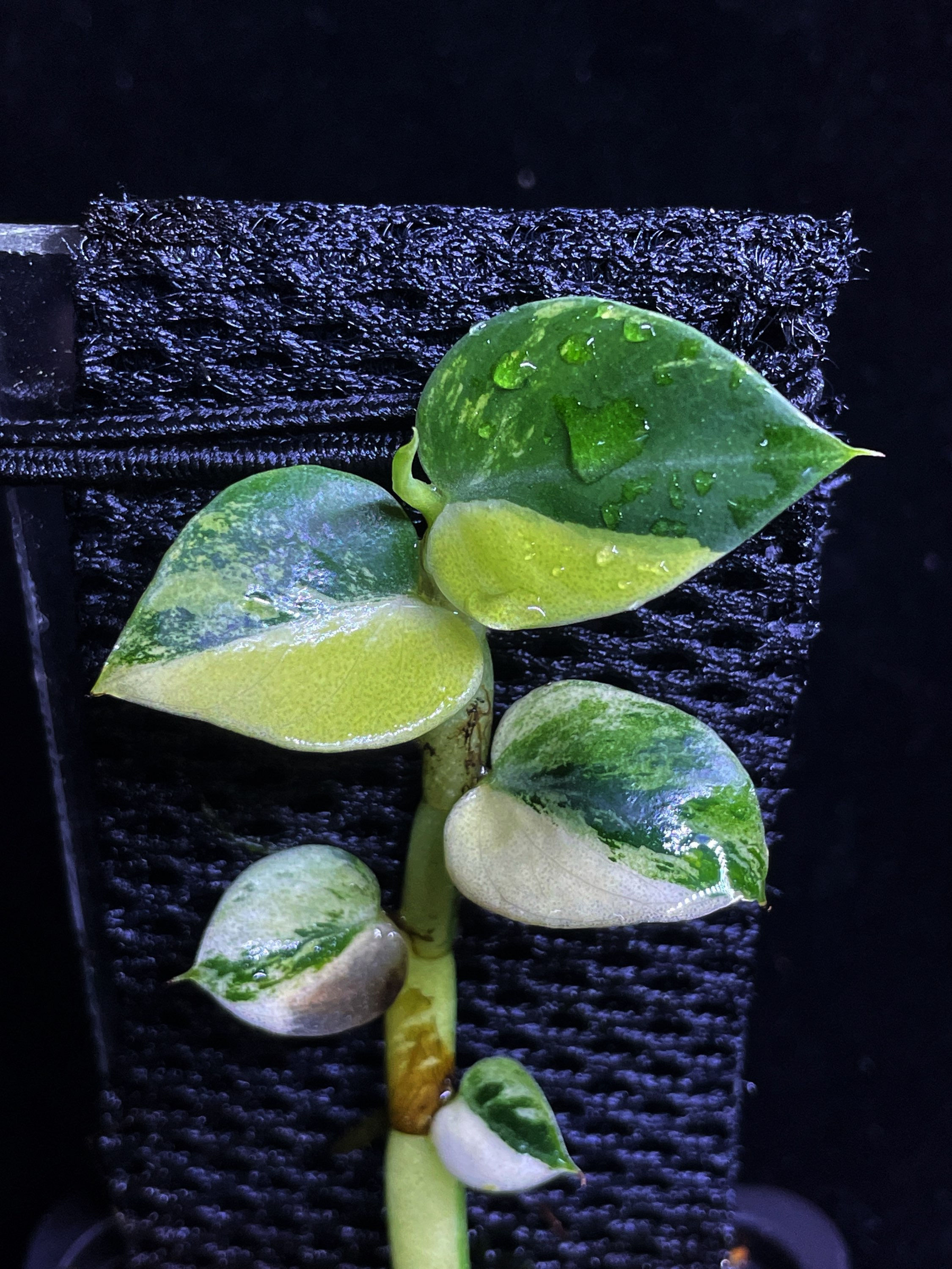 Rhaphidophora hayi variegated  half moon