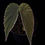 Thumbnail: Begonia Nothobaramensis