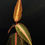 Thumbnail: Labisia sp