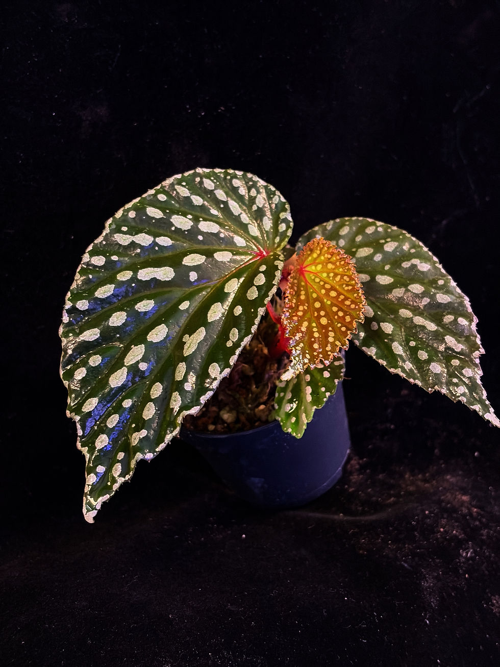 Thumbnail: Begonia Kalimantan Black x Chloristicta 