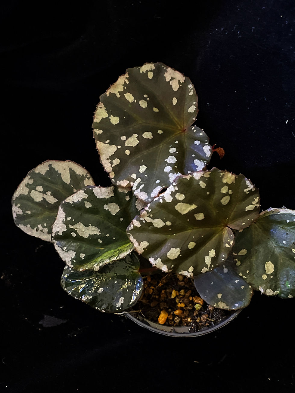 Begonia 1