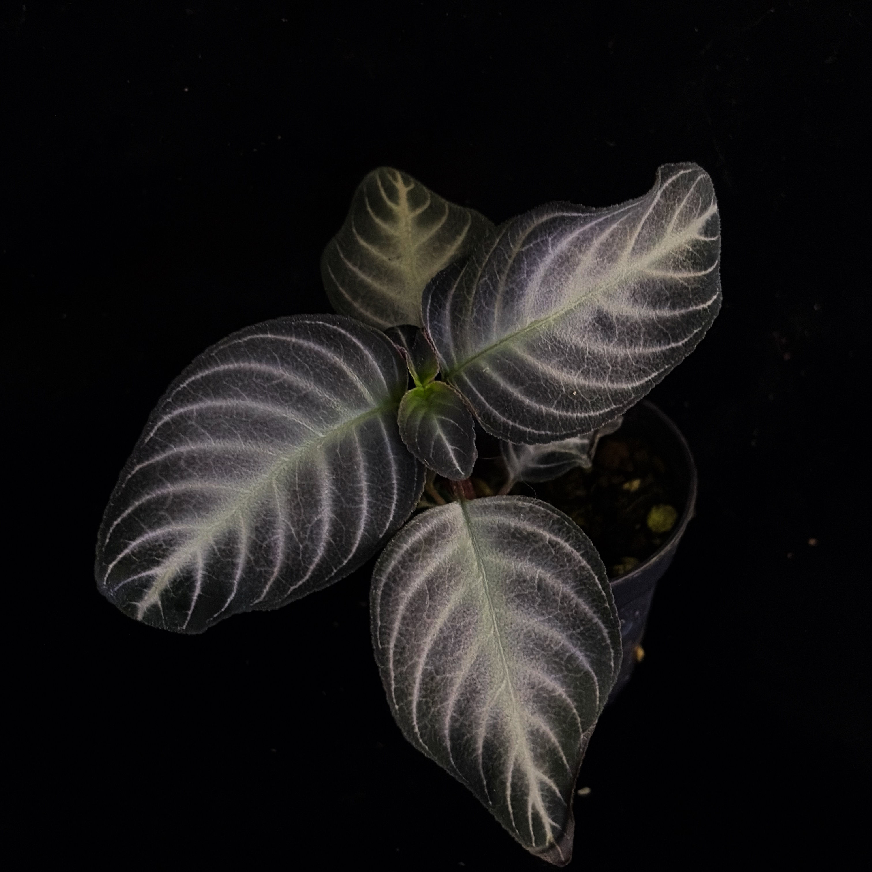 Gesneceriae