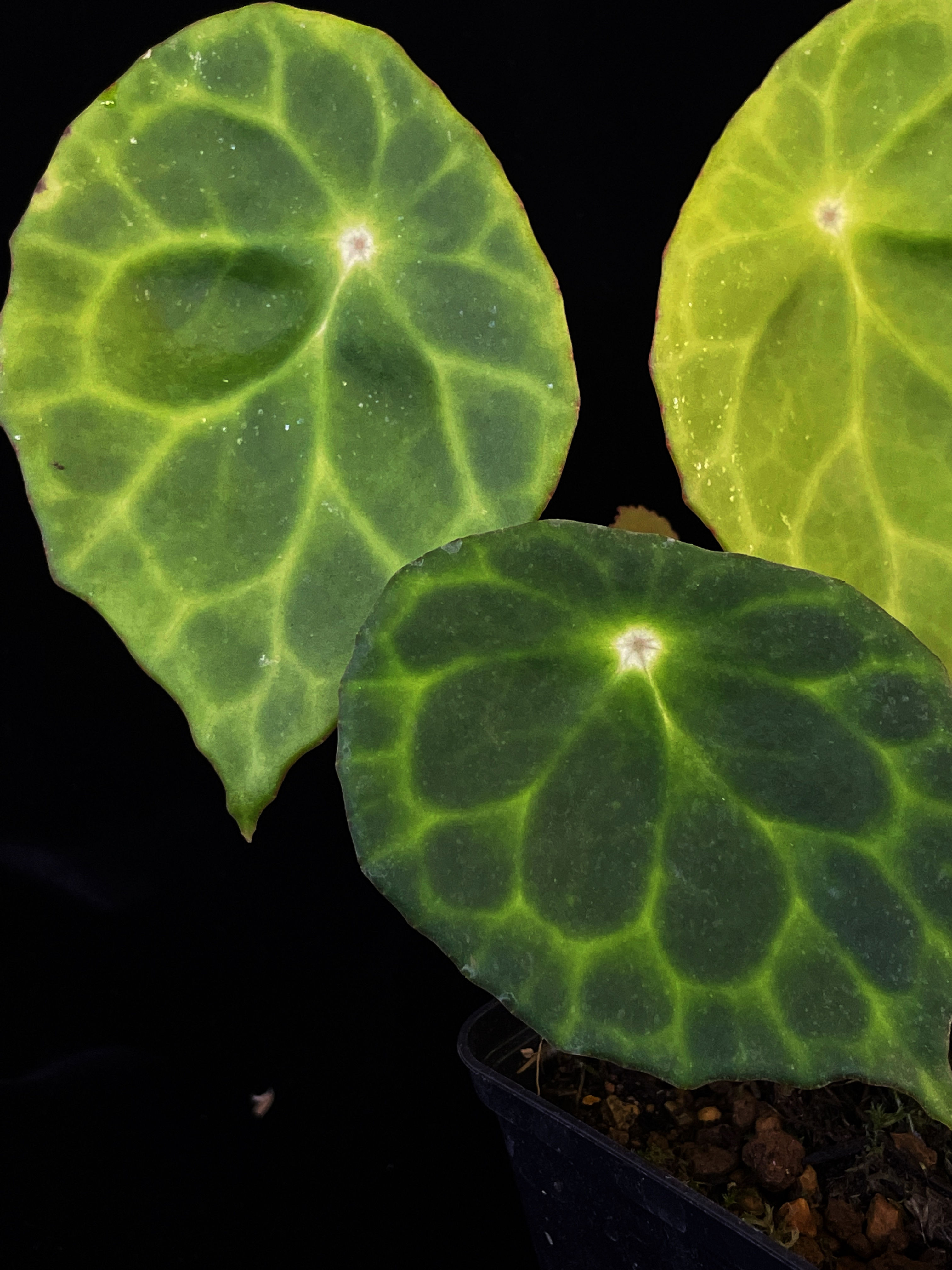Begonia Kingiana