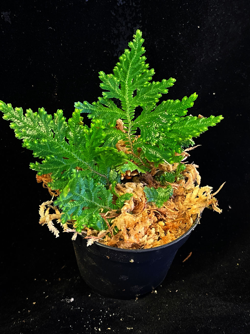 Thumbnail: Selaginella sp Ecuador 
