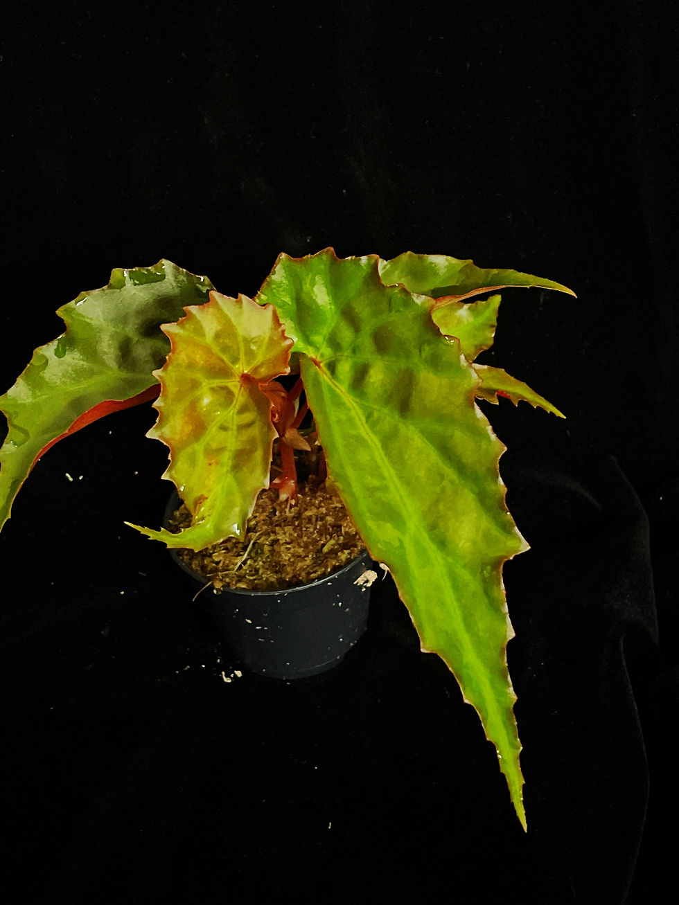 Thumbnail: Borneensis