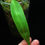 Thumbnail: Anthurium leaf