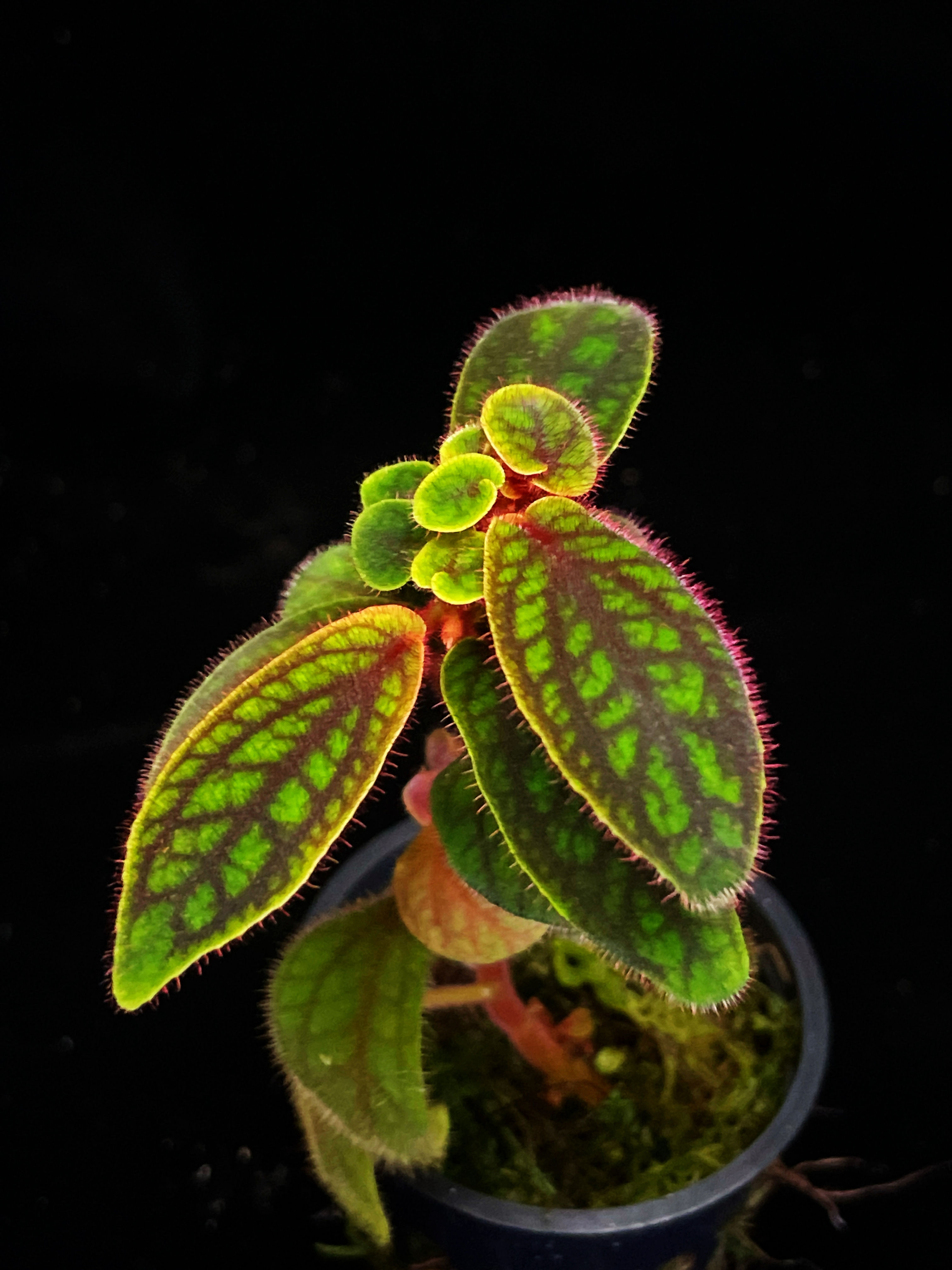 Sonerila sp Rainbow