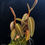 Thumbnail: Labisia sp